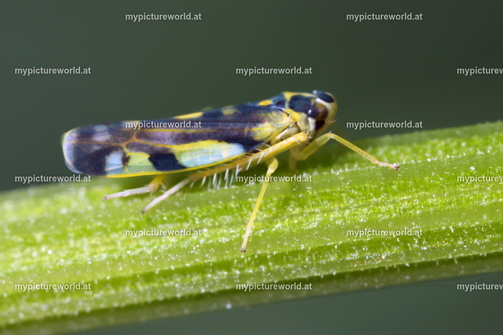 Eupteryx urticae-001 | Das Bilderarchiv über Tiere, Planzen und Landschaften. In der Bilddatenbank finden Sie ein große Auswahl an hochwertigen Bilder für Ihre Werbung - Realized with Pictrs.com