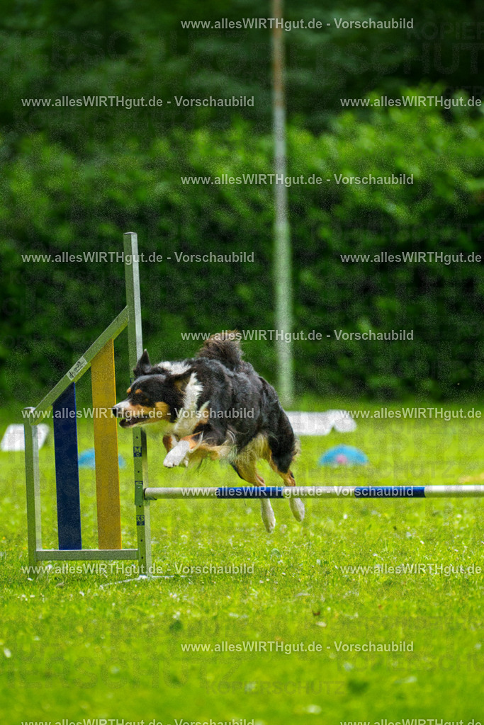 @allesWIRTHgut_Tierfotografie - www.allesWIRTHgut.de - 091729-7R506859 | Professionelle Tierfotografie in Mönchengladbach von Daniel Wirth (allesWIRTHgut). Liebevolle & natürliche Bilder von Hunden & Katzen für unvergessliche Erinnerungen.