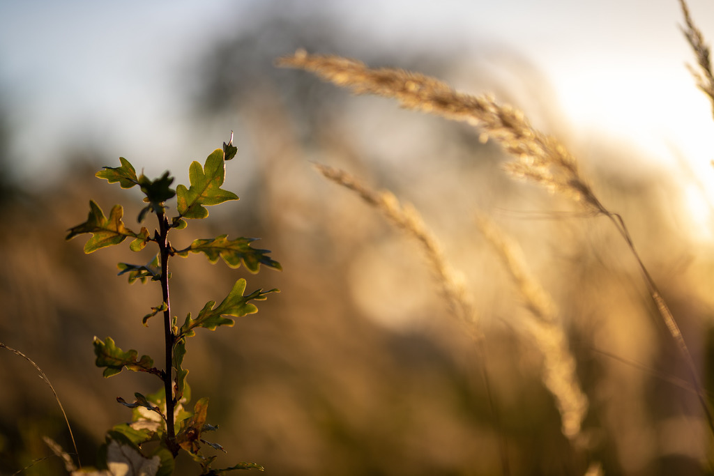 IMG_4785 | ehrlichefotos - Realisiert mit Pictrs.com