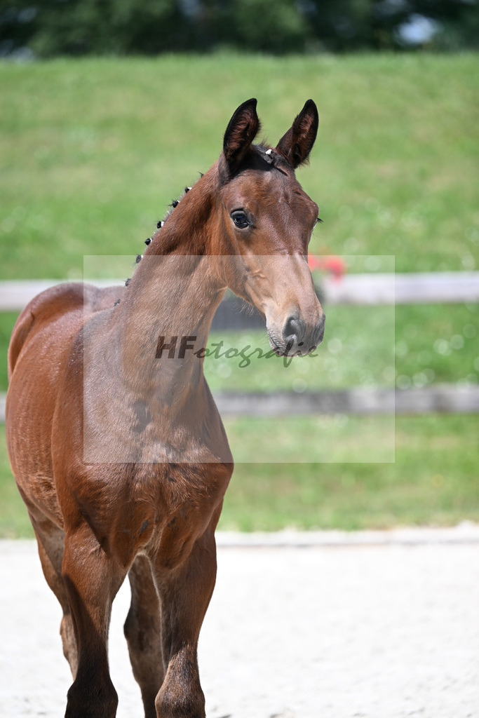 Kat-Nr. 10 Kenneth x Chat qui Rit de L_HF_Schober_15250327 | hf-fotografie - Realisiert mit Pictrs.com