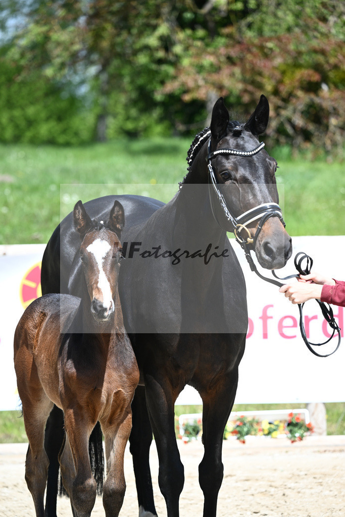 Sebastino PS x Desiderio_SF_Gestuet Greim_11240534 | hf-fotografie - Realisiert mit Pictrs.com