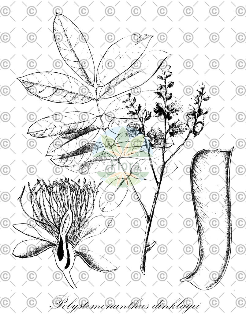 HistAbb_wfo-0001067960_1_ENZY_Simple | Historische Abbildung von Polystemonanthus dinklagei - Fabaceae | Historical Illustration of Polystemonanthus dinklagei - Fabaceae
