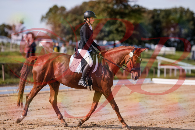 2026_10_03_Siefer-Hof_114100_Z81_83540496 | Professionelle Reitsport-, Turnier- und Eventfotografie von Robert Broda. Galerien mit ausgewählten und bearbeiteten Bildern direkt online ansehen und bestellen.