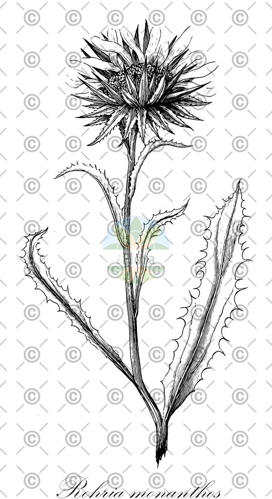 HistAbb_wfo-0000013942_1_ENZY_Simple | Historische Abbildung von Rohria monanthos - Asteraceae | Historical Illustration of Rohria monanthos - Asteraceae
