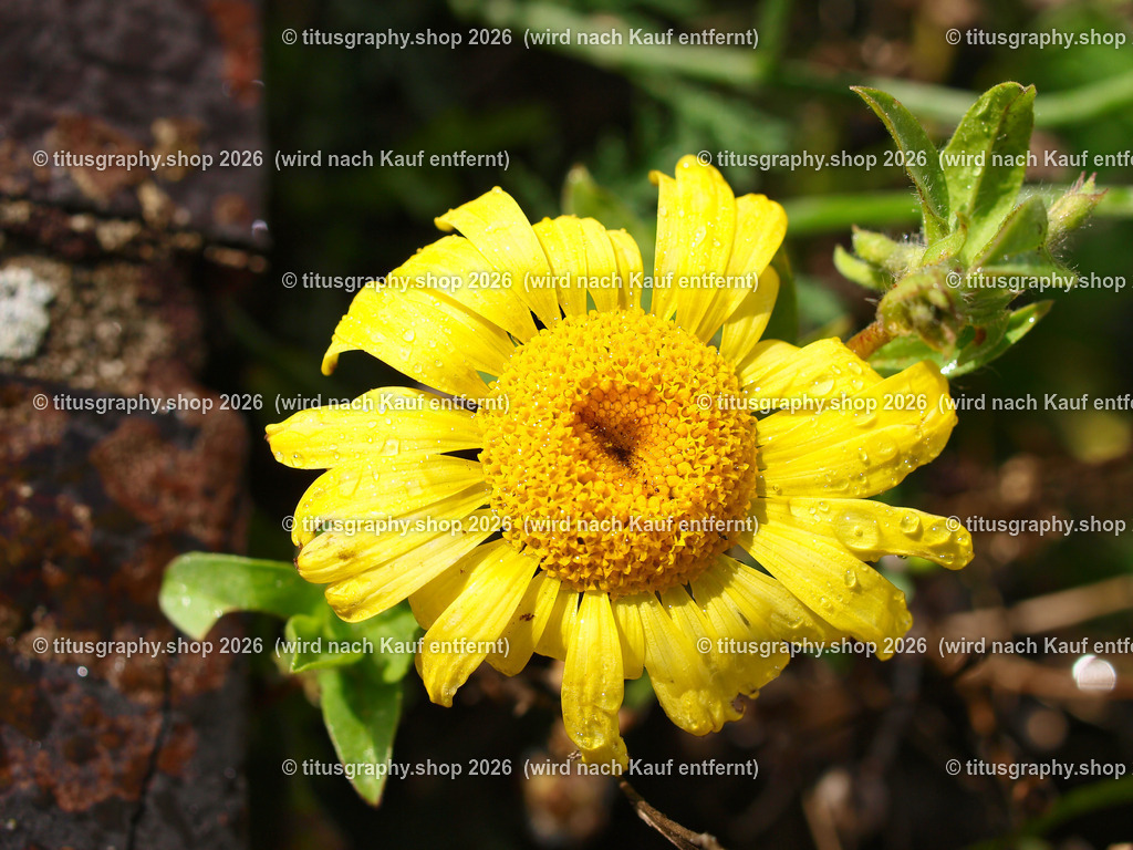 titusgraphy-PA221755-ln | titusgraphy-shop: Geschenkideen mit Qualitätsfotos. titusgraphy-shop: gift ideas with quality photos. titusgraphy-shop: idées cadeaux avec photos de qualité.  - Realisiert mit Pictrs.com