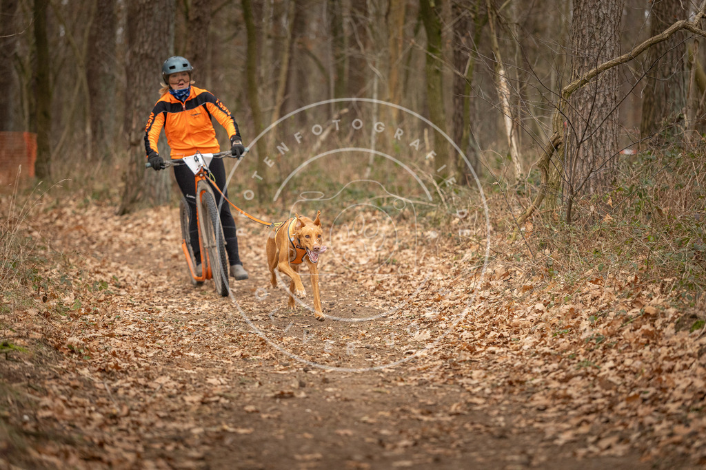 Pfotenfotografie_DV3A0745 | Hundefotografie, Tierfotograf, Pfotenfotografie, Fotoshooting Hund, Hunde Portrait, Hundesport, Hundeportraits, Heideshooting, Hunde, Sportfotograf, Hundefotograf, Turnierhundsport, THS,  - Realisiert mit Pictrs.com