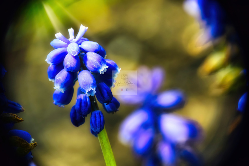 Makro - floral (20) | Buche Fotoshootings und entdecke hochwertige Fotoprodukte bei Mathias Ku Photos. Personalisiert, kreativ & mit Liebe zum Detail. Jetzt informieren! - Realisiert mit Pictrs.com