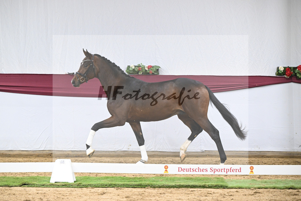 Kat-Nr. 47 Taurus x Floriscount_Thomas Casper u Horst Eulich_47251669 | hf-fotografie - Realisiert mit Pictrs.com