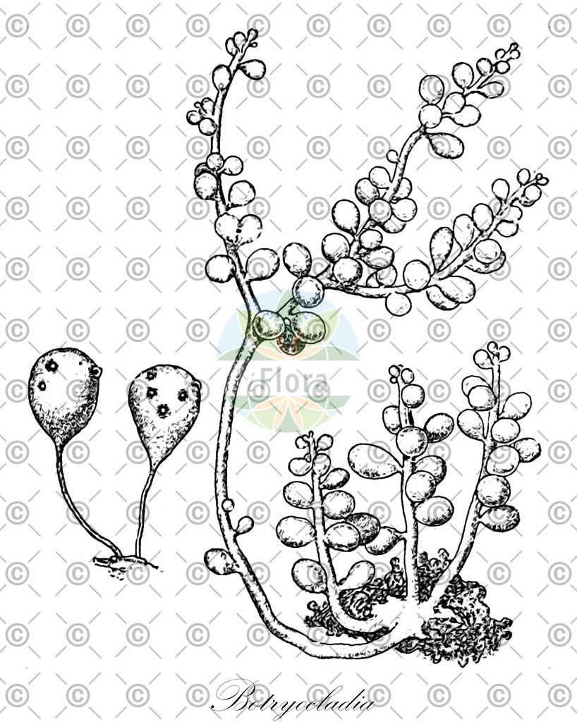 HistAbb_3BXK_1_ENZY_Simple | Historische Abbildung von Botryocladia - Rhodymeniaceae (0) | Historical Illustration of Botryocladia - Rhodymeniaceae (0)