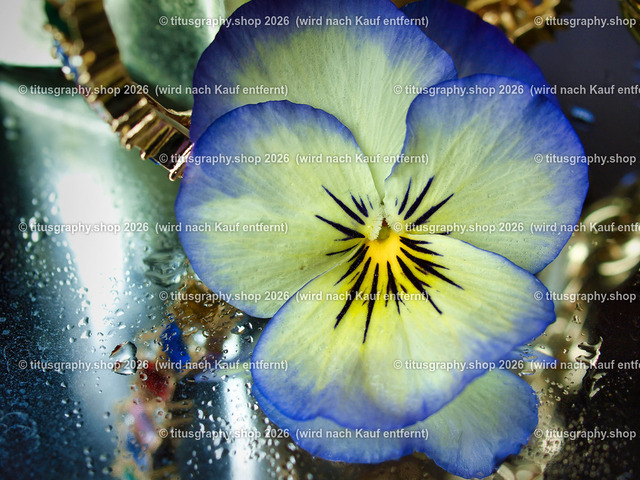 titusgraphy_P5056564_vz-ln-01 | titusgraphy-shop: Geschenkideen mit Qualitätsfotos. titusgraphy-shop: gift ideas with quality photos. titusgraphy-shop: idées cadeaux avec photos de qualité.  - Realisiert mit Pictrs.com