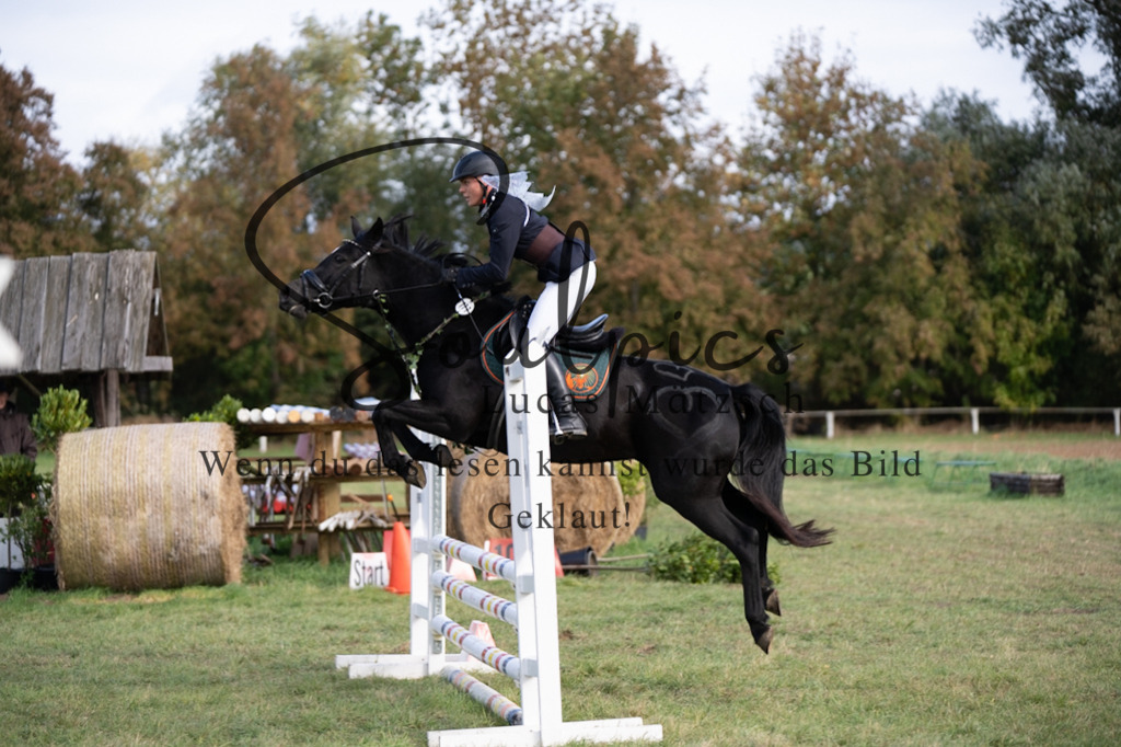 A7V06582 | Pferdefotograf