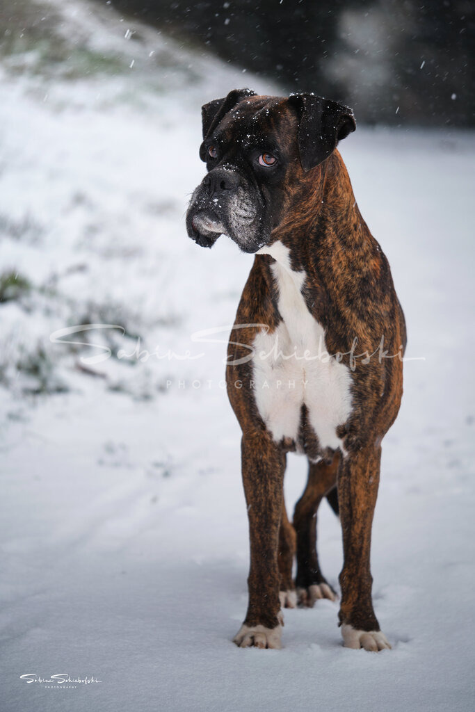 "Kim" Boxer | People- und Tierfotografie, Imageaufnahmen, Veranstaltungsfotografie und Wandbilder aus der Natur ★ Made in Germany ✔️ Druck + Downloads ✔️ Naturfotografie in Top Qualität ★ schneller Versand, weltweite Lieferung! - Realisiert mit Pictrs.com
