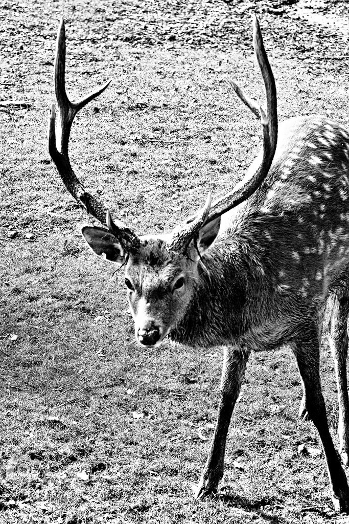 Damhirsch_SW | Entdecken Sie Fotografie aus Leidenschaft: Auftragsfotografie, HD-Fotos, Geschenkartikel aus Ihren Bildern und vieles mehr. Beauftragen Sie uns für besondere Momente!