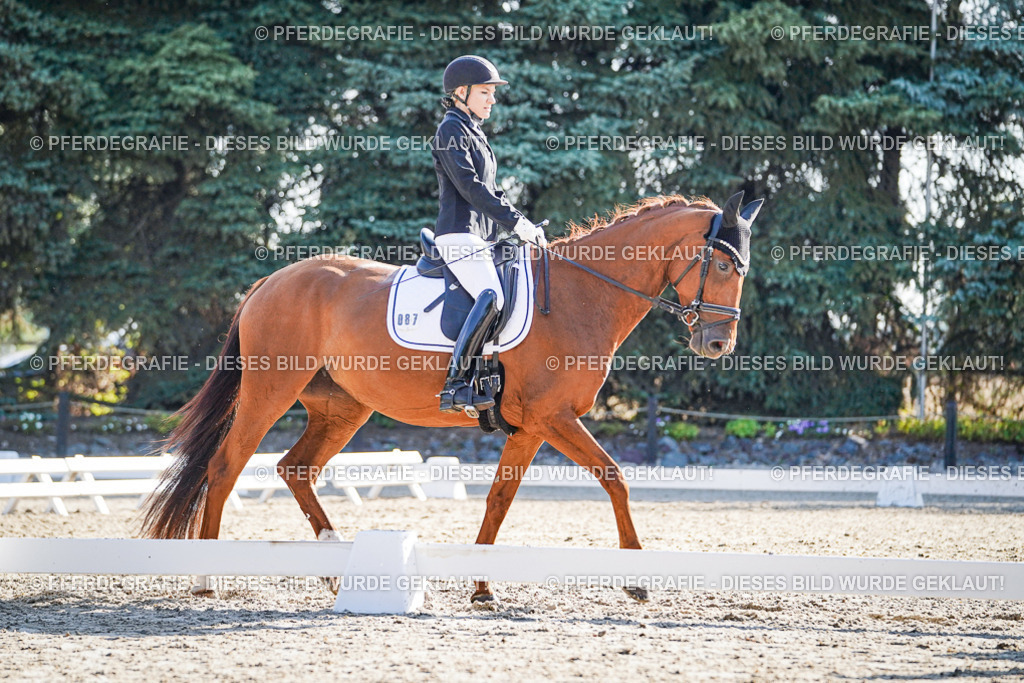 DSC09058 | Pferdegrafie