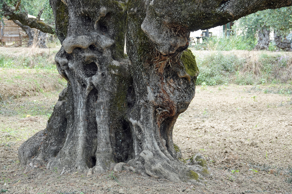 ugly trees | foto-focus-online