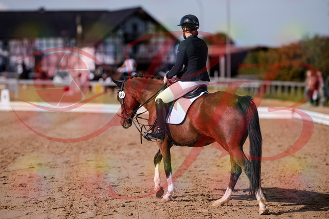 2026_10_03_Siefer-Hof_115701_Z81_97641906 | Professionelle Reitsport-, Turnier- und Eventfotografie von Robert Broda. Galerien mit ausgewählten und bearbeiteten Bildern direkt online ansehen und bestellen.