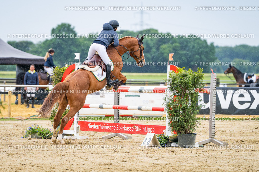 DSC07516 | Pferdegrafie