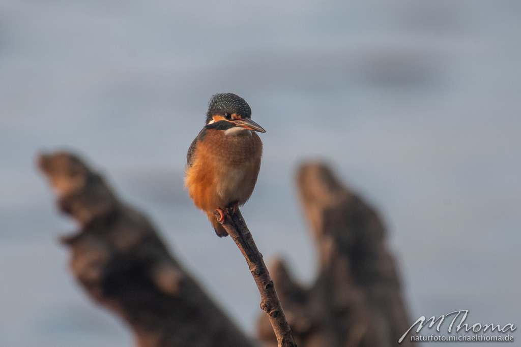 2020-11-27-15h54m19s_MichaelThoma_D850-2776 | Dies ist der Online-Shop von naturfoto.michaelthoma.de. Ich bin leidenschaftlicher Naturfotograf und fotografiere von der Andromedagalaxie bis zum Zwergtaucher, von der Ameise bis zum Orionnebel alles was mit Natur zu tun hat. Hier kann eine Auswahl meine - Realisiert mit Pictrs.com