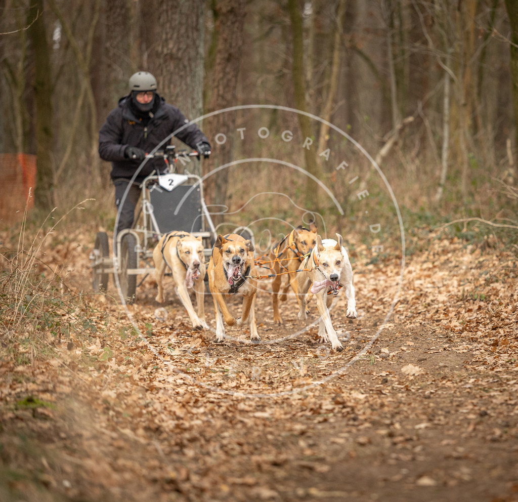 Pfotenfotografie_DV3A8638 | Hundefotografie, Tierfotograf, Pfotenfotografie, Fotoshooting Hund, Hunde Portrait, Hundesport, Hundeportraits, Heideshooting, Hunde, Sportfotograf, Hundefotograf, Turnierhundsport, THS,  - Realisiert mit Pictrs.com