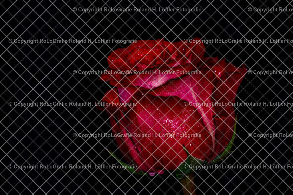 Tee-Rose_Rosa _ odorata (Andrews) Sweet_Familie-Rosaceae | Tee-Rose_Rosa, odorata (Andrews) Sweet, aus der Familie der Rosaceae - Realisiert mit Pictrs.com