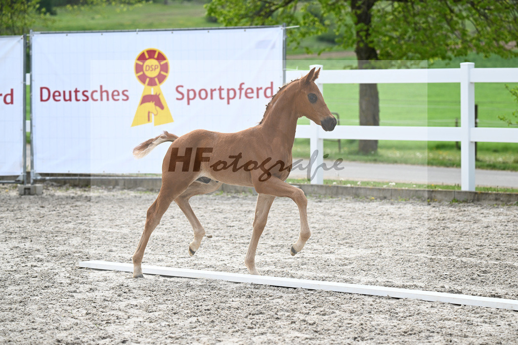 Kat-Nr. 5 HF Von Und Zu x Escamillo_von Unger_23260150 | hf-fotografie - Realisiert mit Pictrs.com