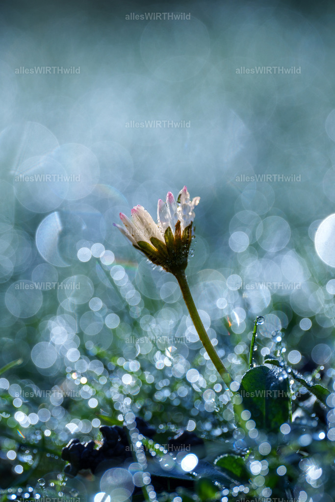Traum | Entdecke die faszinierende Welt der Natur- und Wildlife-Fotografie von Daniel und Bärbel. Inspirierende Bilder von wilden Tieren und kleinen Naturwundern.