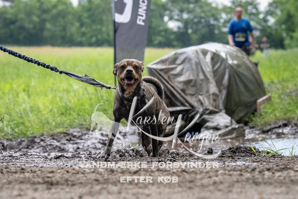 1114_ZZ91984 | kk-dogfotos