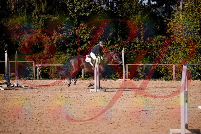 2026_10_03_Siefer-Hof_155002_Z81_69160982 | Professionelle Reitsport-, Turnier- und Eventfotografie von Robert Broda. Galerien mit ausgewählten und bearbeiteten Bildern direkt online ansehen und bestellen.