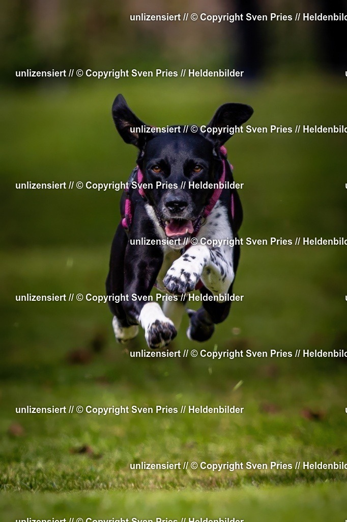 Sven Pries | 2024-09-22 - Hunderennen Baden-BadenPudelverein - Realisiert mit Pictrs.com