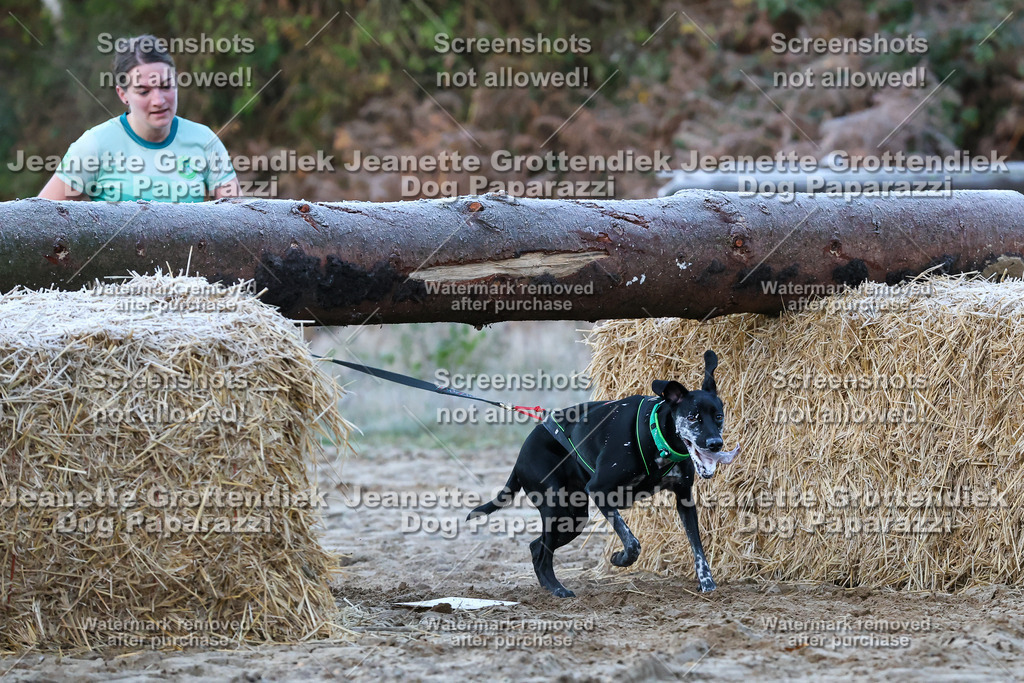 Dog Paparazzi - Strongdog 10-25-126 | Dog Paparazzi Jeanette Grottendiek Fotografie & Videografie - Realisiert mit Pictrs.com