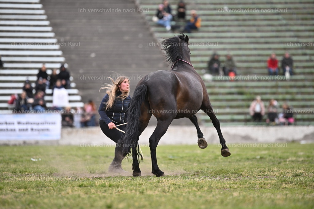 PI26_Show_Sara_Landvogt_226_0997.JPG | working equitationturnier fotograf videograf stoibphotography marixx film working equitation deutschland reitsport turnierfotografie eventfotografie equestrian events