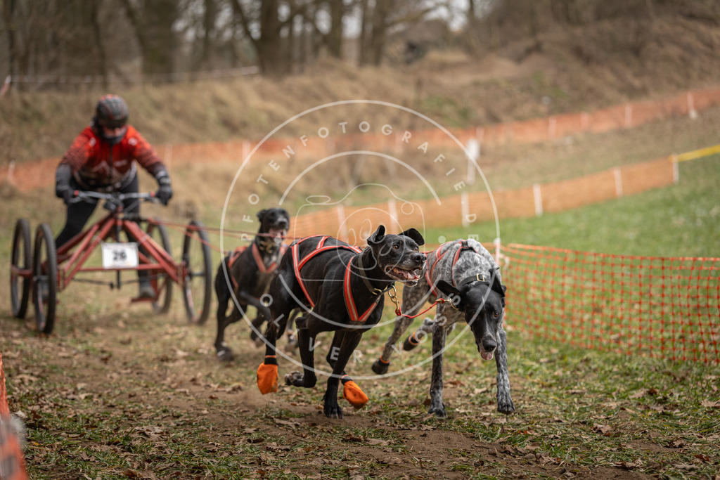 Pfotenfotografie_DV3A8028 | Hundefotografie, Tierfotograf, Pfotenfotografie, Fotoshooting Hund, Hunde Portrait, Hundesport, Hundeportraits, Heideshooting, Hunde, Sportfotograf, Hundefotograf, Turnierhundsport, THS,  - Realisiert mit Pictrs.com