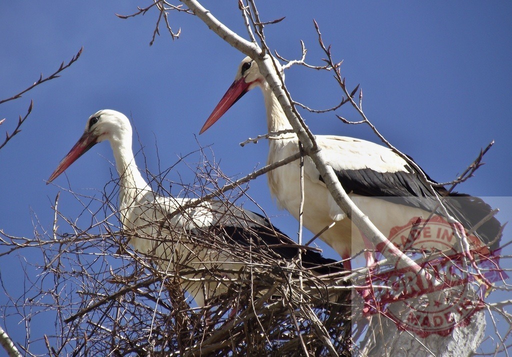 Storks nesting in tree against blue sky | Storks building a nest in tree branches under clear blue sky - Realisiert mit Pictrs.com