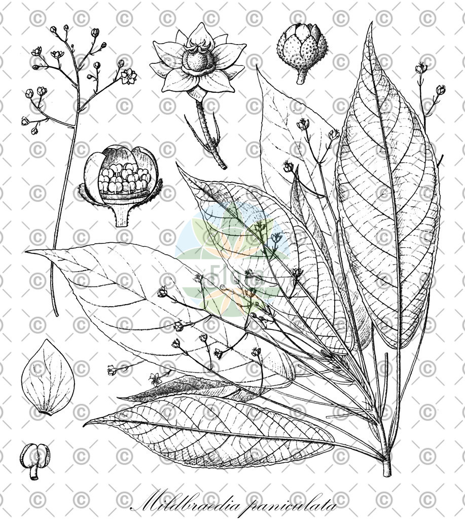 HistAbb_EMP_140360_SRC_Schlechtendal_FLORAD_SIMPLE | Historische Abbildung von Mildbraedia paniculata - Euphorbiaceae | Historical Illustration of Mildbraedia paniculata - Euphorbiaceae