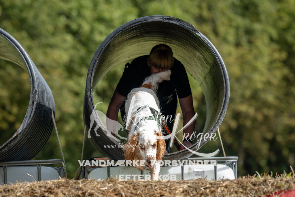 1145_ZZ90291 | kk-dogfotos