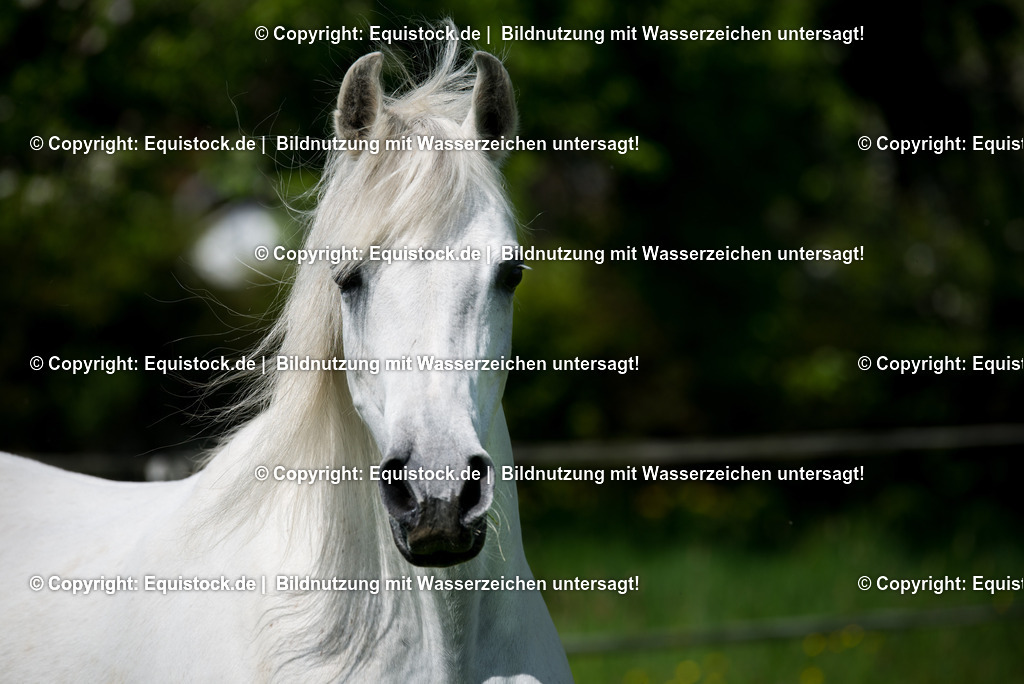 20150507_TOMsPiC_0137 | equistock