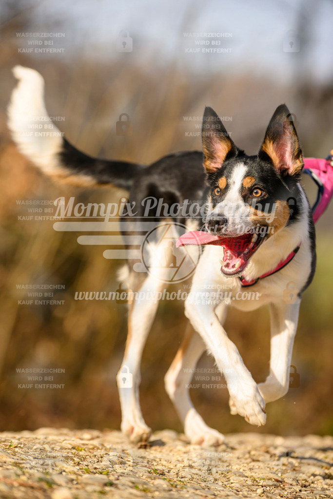 MompixPhotography_6ReiatRennen2026_SA_HappyDog-158 | PayLife