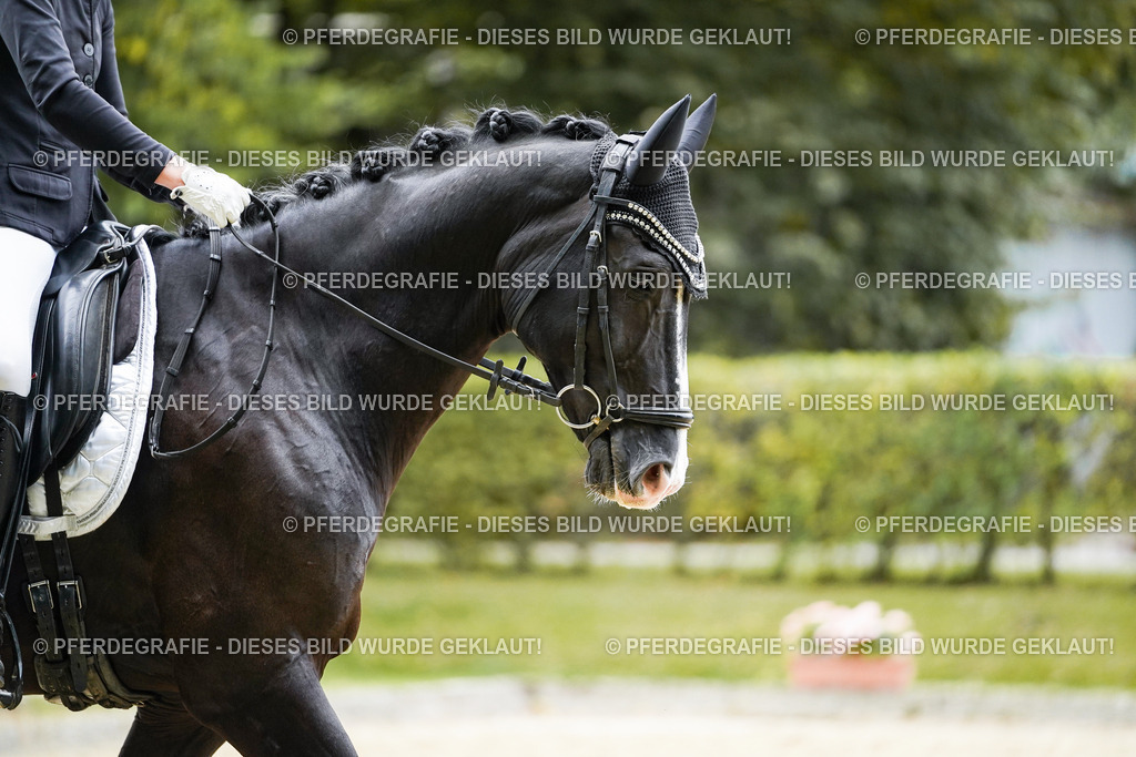 DSC09757 | Pferdegrafie