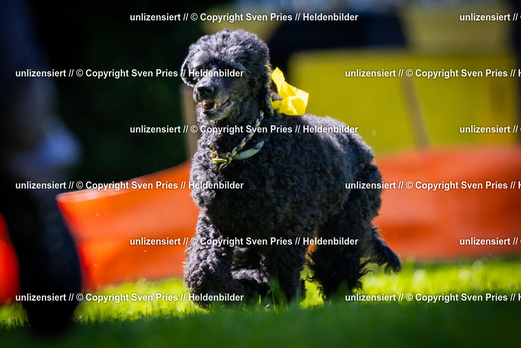 Sven Pries | 2025-08-10 - Hunderennen Durlach - Realisiert mit Pictrs.com