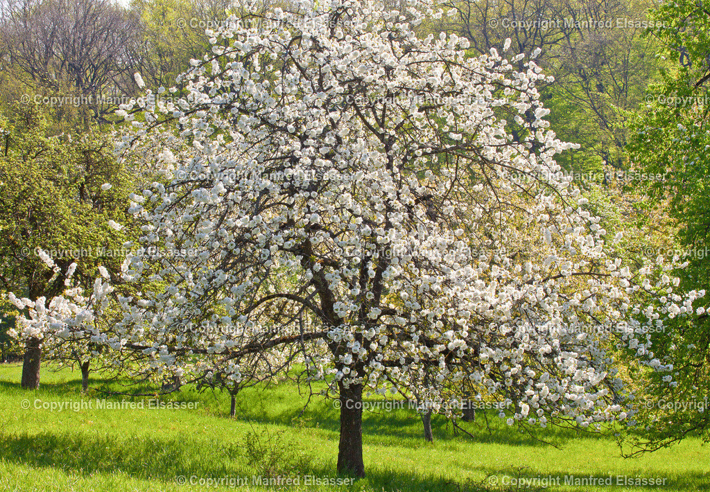 Großer blühender Kirschbaum WB-023 | Wald, Ruhe, Erholung, Abschalten, relaxen, Augenoasen, Kraft tanken, Waldbaden, Stress reduzieren, Bäume, Kirschblüten, Frühlingswald, Sonne im Wald, Licht im Wald, Herbstwald, Waldwege, Gebirgswald, Wasser im Wald, Felsen im Wald, - Realisiert mit Pictrs.com