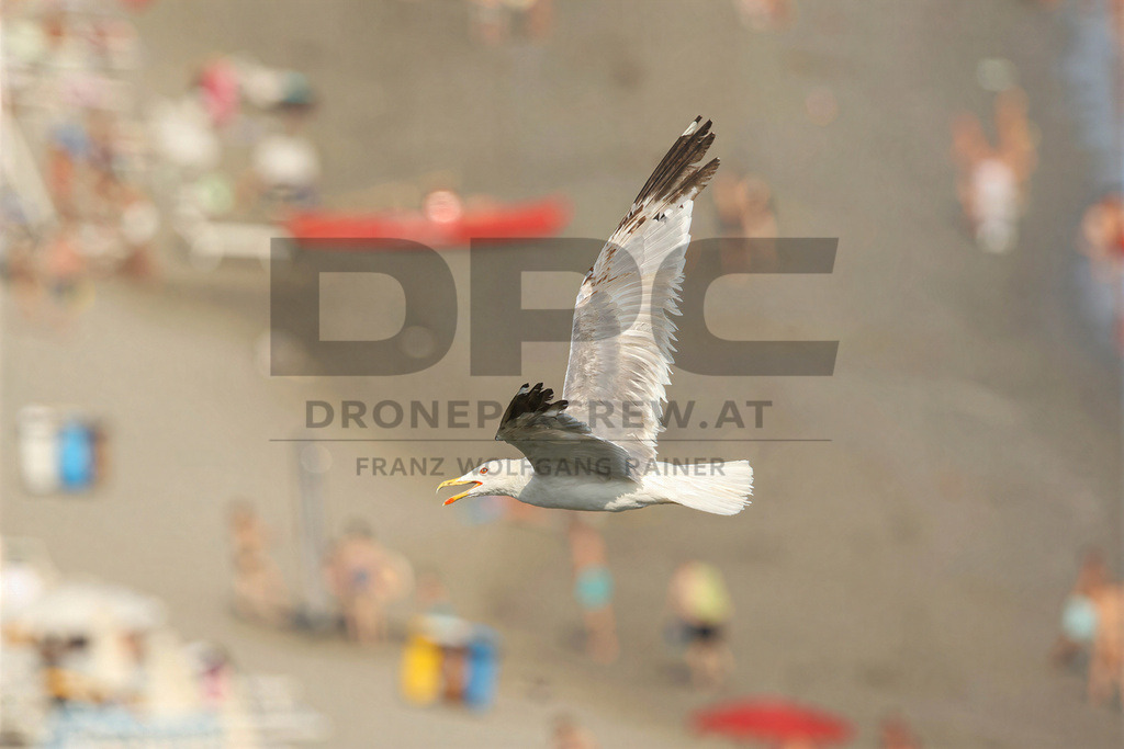 Yellow-legged Gull (Larus michahellis) | Yellow-legged Gull (Larus michahellis), a large gull species commonly found along Mediterranean coasts, rocky shorelines, harbours and coastal areas. - Realisiert mit Pictrs.com