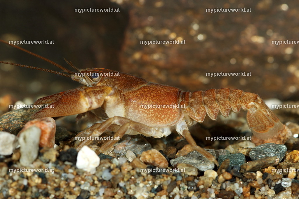 Steinkrebs-008 | Das Bilderarchiv über Tiere, Planzen und Landschaften. In der Bilddatenbank finden Sie ein große Auswahl an hochwertigen Bilder für Ihre Werbung - Realisiert mit Pictrs.com