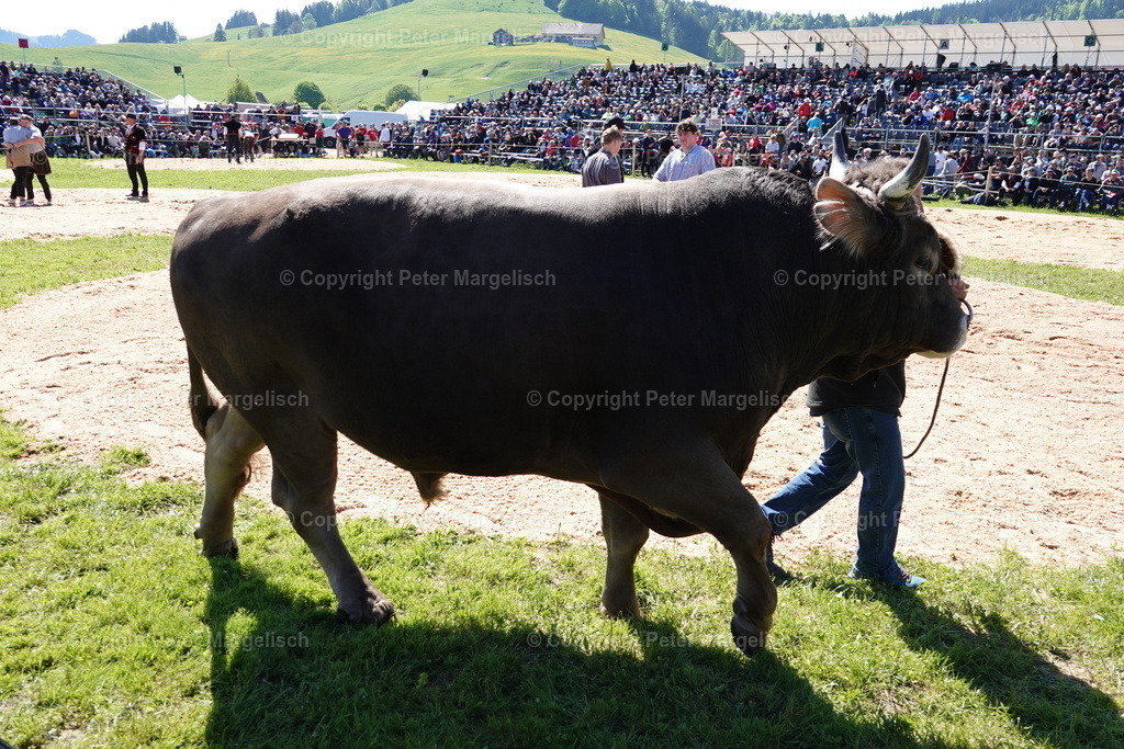 DSC00944 | Schwingen - Realisiert mit Pictrs.com