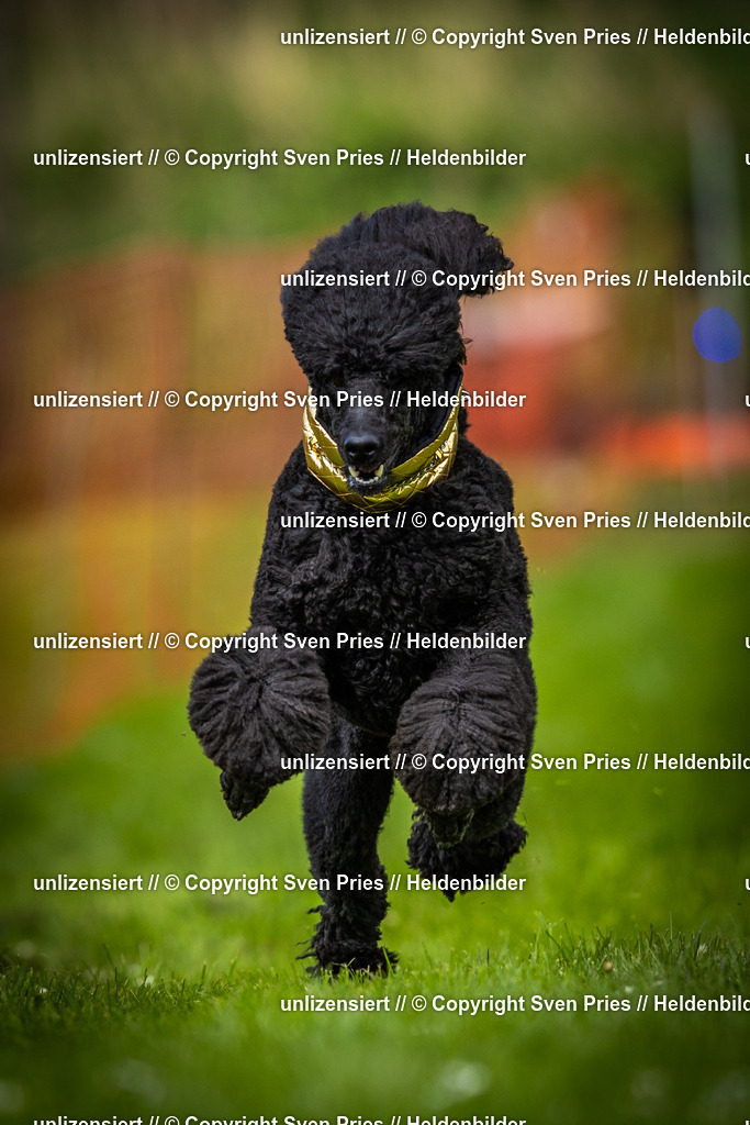 Sven Pries | 2025-04-13 - Hunderennen Baden-Baden - Realisiert mit Pictrs.com