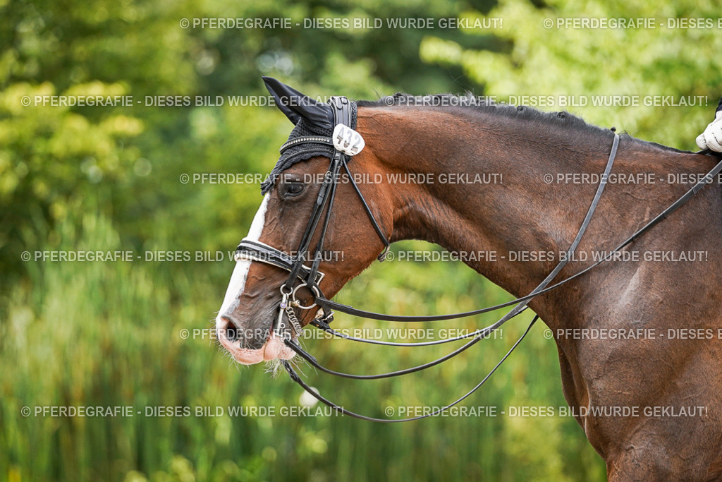 DSC06638 | Pferdegrafie