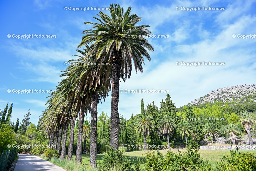 Arboretum von Trsteno_ Kroatien_ 11.10.2023-60 | 11.10.2023, Kroatien, HRV, Trsteno im Bild Arboretum, Trsteno, Hafen, Pflanzen, Brunnen, Neptunbrunnen, Wege, Palmen, Eukalyptus, Lorbeer, Kakteen, Zitrus, Oliven, Filmkulisse Game of Thrones

Das Arboretum von Trsteno befindet sich etwa 18 Kilometer nordwestlich der Stadt Dubrovnik im Sueden Kroatiens. Als einziges Arboretum an der oestlichen Adria-Kueste stellt es die aelteste Sammlung exotischer Baeume und Pflanzen des Landes dar.
Die Gartenanlage befindet sich entlang der Kuestenstraße zwischen den Ortschaften Orašac und Slano.
Quelle: Wikipedia