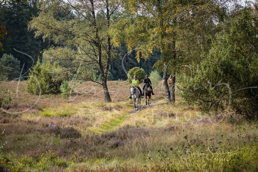DdLH-WehlenerHeide_2025-09-20_09 | Fotografie, Veranstaltungs-Fotografie, Pferde-Fotografie, Landschafts-Fotografie, Reise-Fotografie - Realisiert mit Pictrs.com