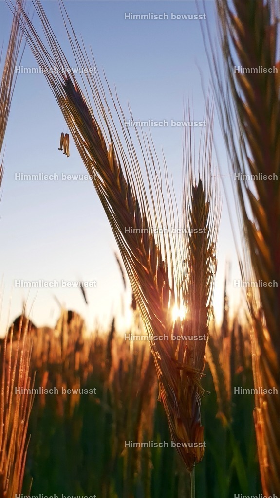 20200523_233200 | Energiebilder der neuen Zeit aus der  Natur,  Tauchen Sie ein in neue Dimensionen, Viola Bous, Dieburg, - Licht_Art-Coaching,  - Realisiert mit Pictrs.com