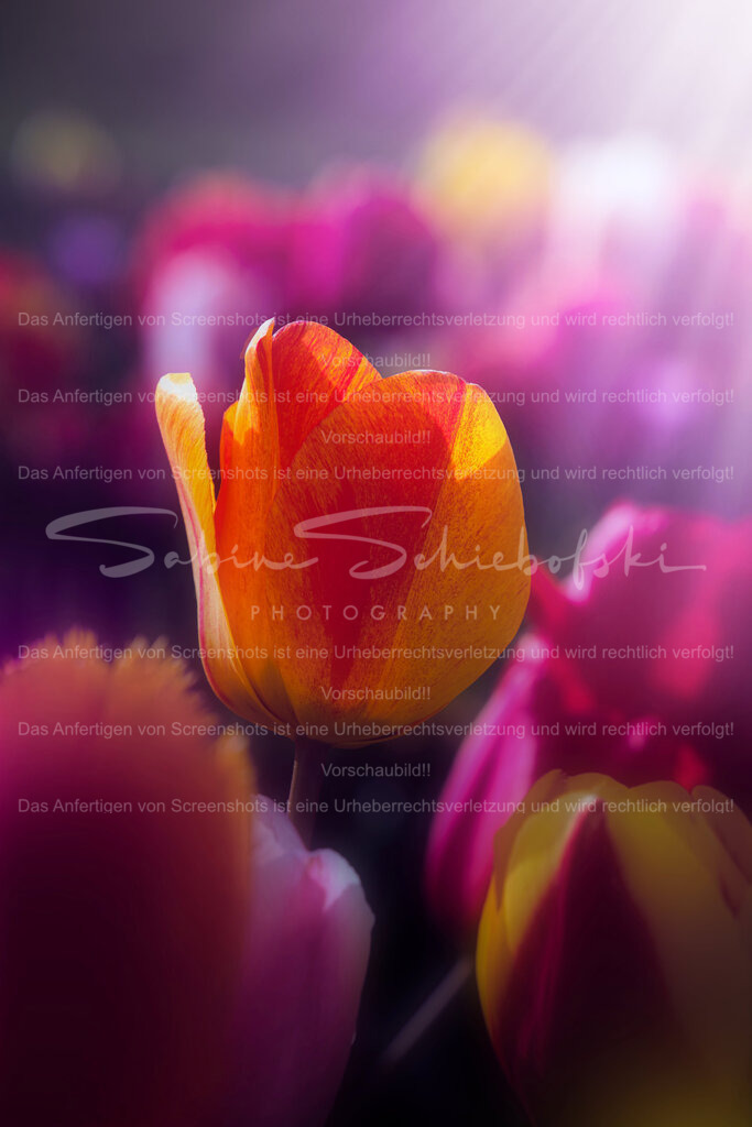 Wandbild Tulpe | People- und Tierfotografie, Imageaufnahmen, Veranstaltungsfotografie und Wandbilder aus der Natur ★ Made in Germany ✔️ Druck + Downloads ✔️ Naturfotografie in Top Qualität ★ schneller Versand, weltweite Lieferung! - Realisiert mit Pictrs.com