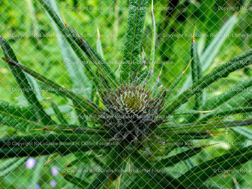 Kratzdistel_Cirsium ferox (L.) DC._Familie-Asteraceae | Kratzdistel Cirsium ferox (L.) DC.  Aus der Familie der Asteraceae - Realisiert mit Pictrs.com
